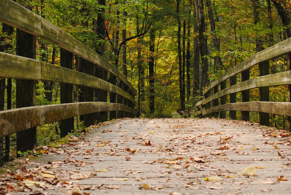 Bridging into Autumn Color by alophoto