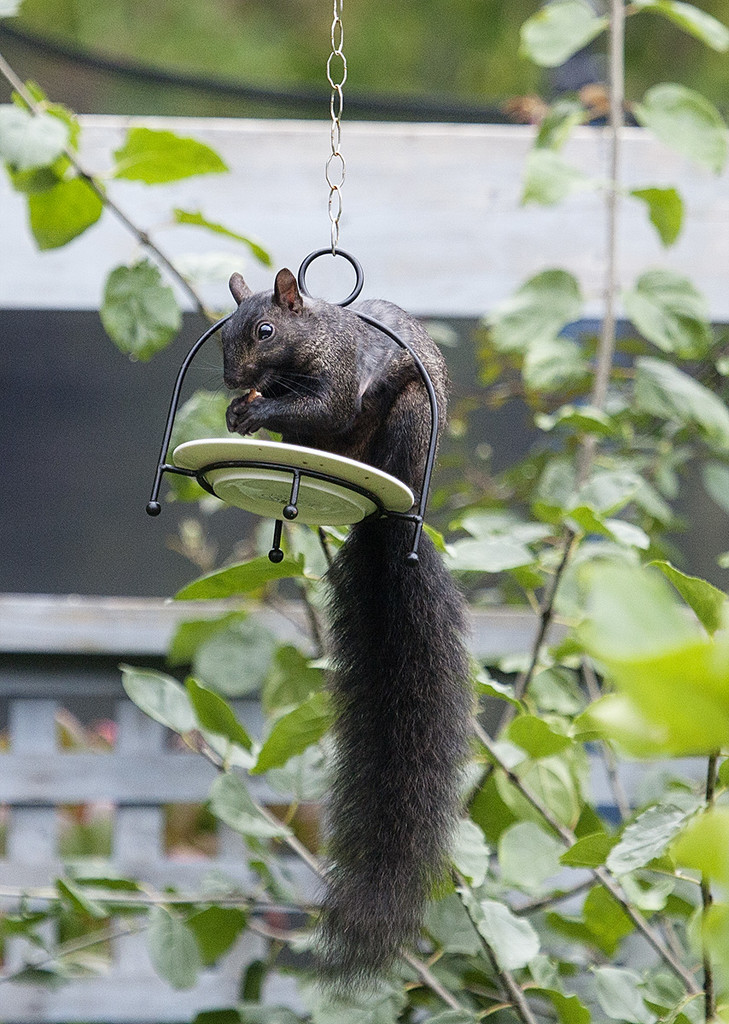Sometimes you feel like a nut... by gardencat