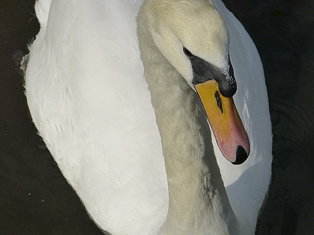 swan on the Itchen by quietpurplehaze