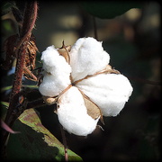 3rd Oct 2014 - Cotton Flower!