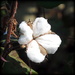 Cotton Flower! by homeschoolmom