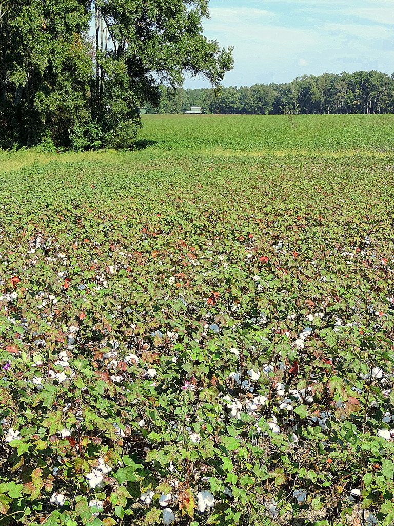 Cotton field! by homeschoolmom