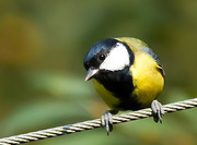24th Sep 2014 - 24th September 2014 - Great Tit