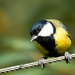 24th September 2014 - Great Tit by pamknowler