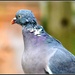 Poor little pigeon by rosiekind