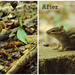 Before and After: World's Greatest Critter Loser by alophoto