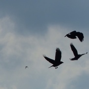 3rd Oct 2014 - Crows