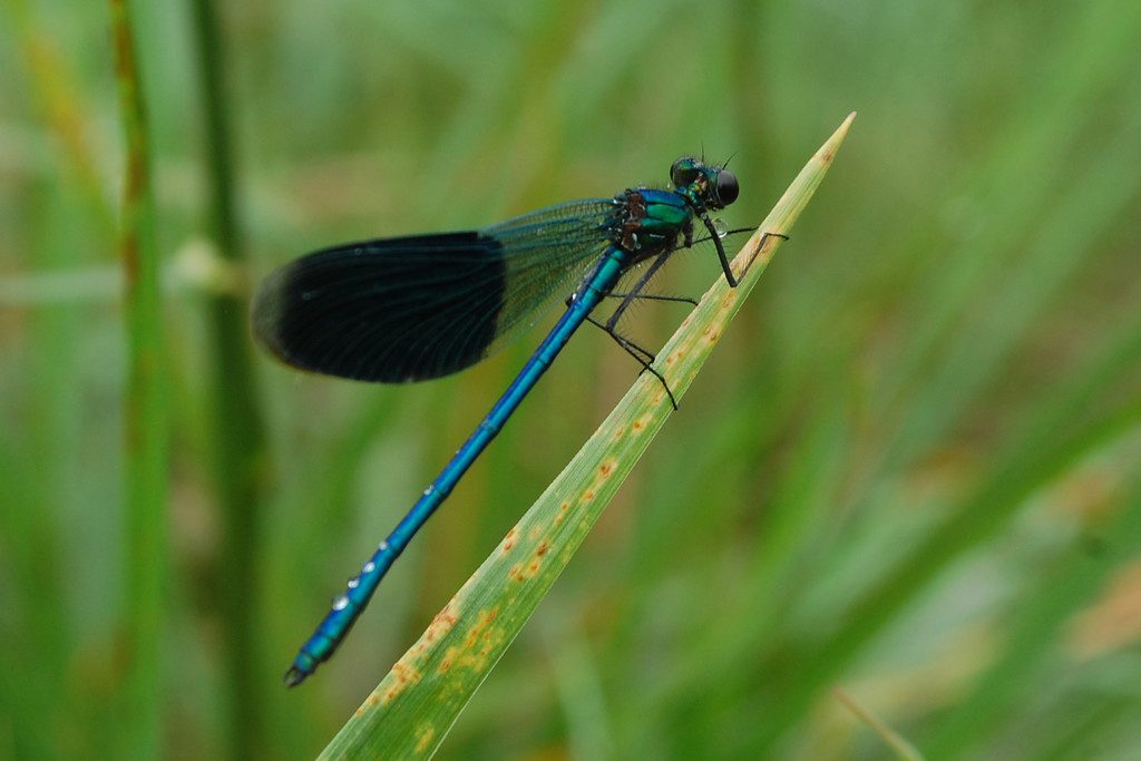 Blue dragonfly by fortong