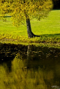 2nd Oct 2014 - Reflections of Autumn