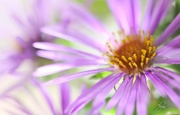 3rd Oct 2014 - Wild Asters 