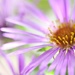 Wild Asters  by lynnz