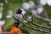 2nd Oct 2014 - Hummingbird on Watch