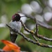 Hummingbird on Watch by kimmer50