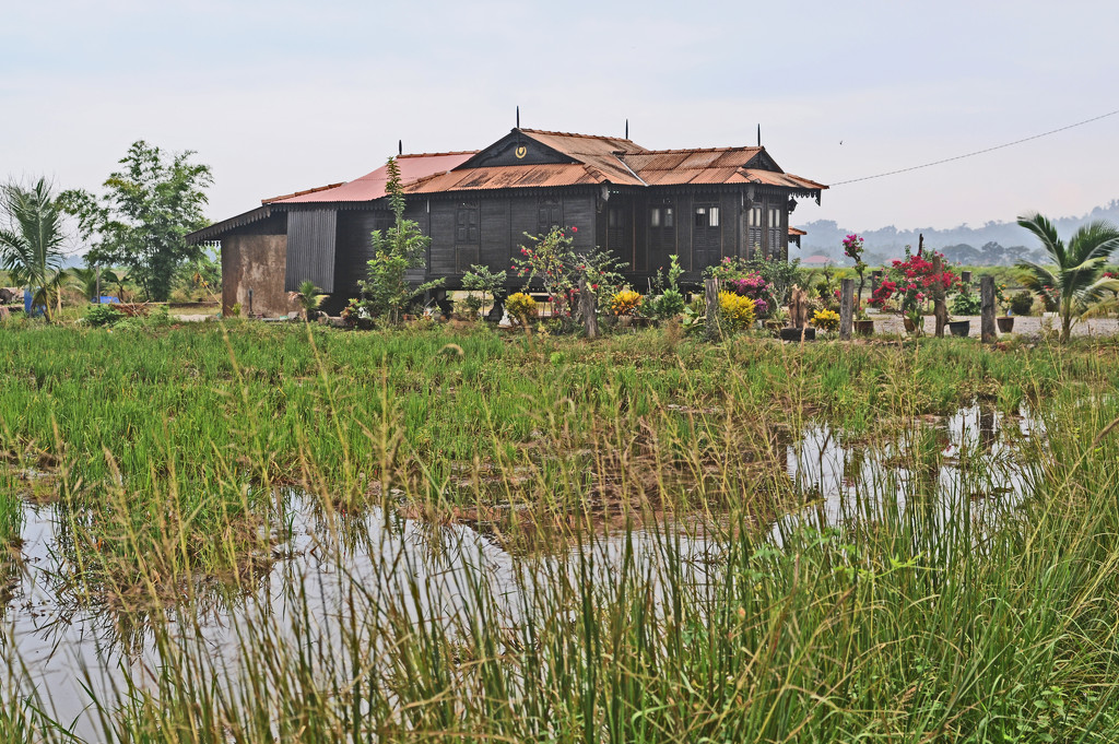 Typical Malay House on Rice Paddy by ianjb21