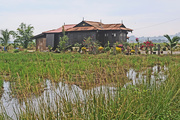 12th Jul 2014 - Typical Malay House on Rice Paddy