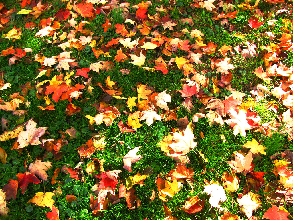 Autumn Leaves #2 by april16