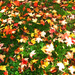 Autumn Leaves #2 by april16