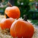 Pumpkins in a row by rosiekerr