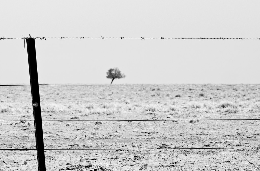 Lone tree by bella_ss