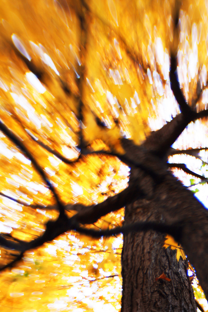 Lensbaby Tree by mzzhope