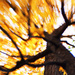 Lensbaby Tree by mzzhope