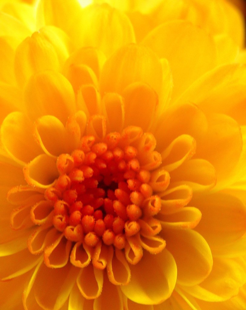 October 3: Yellow Cheer by daisymiller