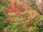 2nd Oct 2014 - Fall Colors