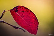 3rd Oct 2014 - Shades Of Autumn