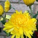 Another of my Chrysanthemums...... by anne2013