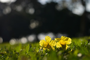 4th Oct 2014 - Yellow-flowers 