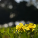 Yellow-flowers  by jeneurell