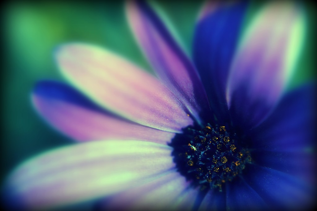 Pastel daisy by dianeburns