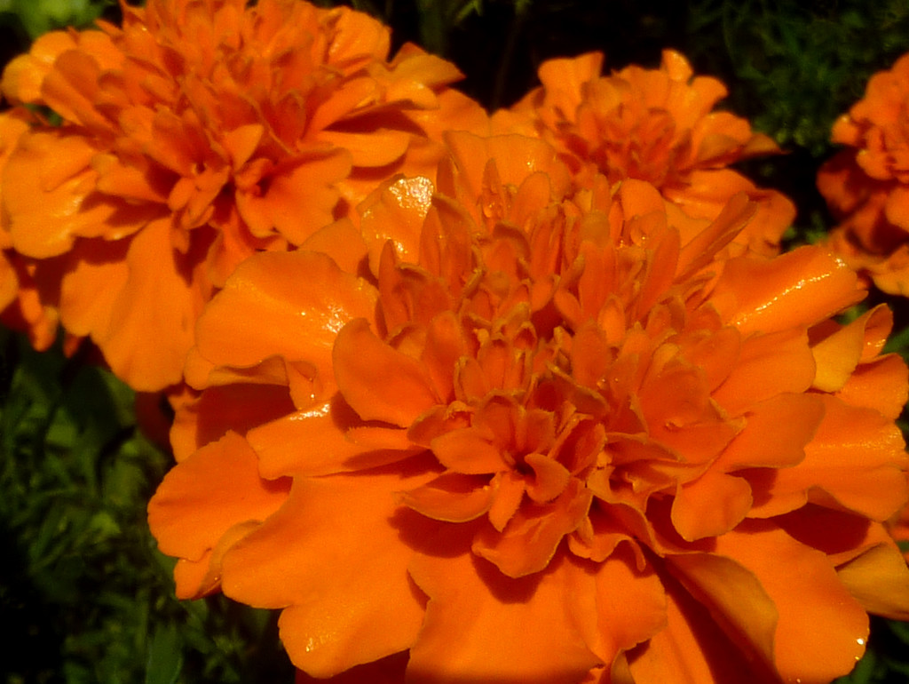 French Marigolds by denisedaly