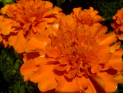 4th Oct 2014 - French Marigolds