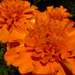 French Marigolds by denisedaly