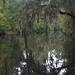 Reflections in the lake at Magnolia Gardens, Charleston, SC by congaree