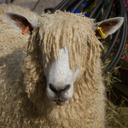 28th Sep 2014 - cotswold ewe