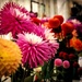 flower show dahlias by jantan