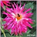 The Dahlia's are still Buzzing. by ladymagpie