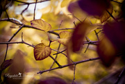 4th Oct 2014 - Brown Leaves