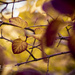 Brown Leaves by ragnhildmorland