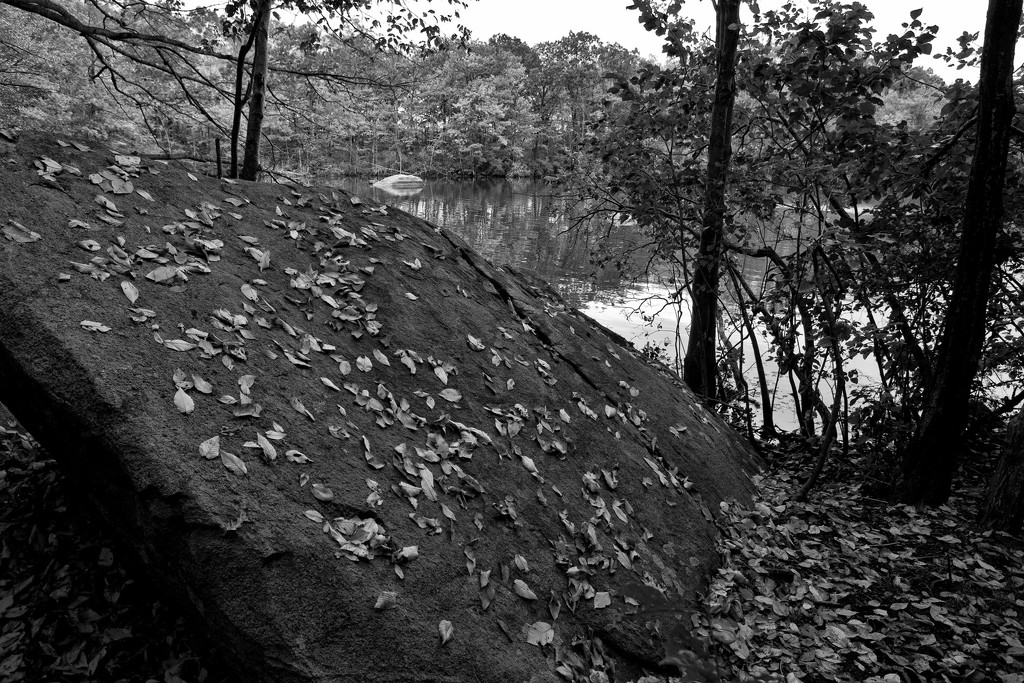 Leaf Strewn Boulder by kannafoot