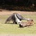 Giant Anteater by philhendry