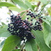 Elderberries by philhendry