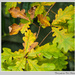 Autumn Leaves by pcoulson