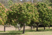 4th Oct 2014 - Mango Trees