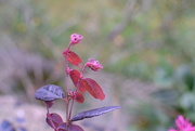 4th Oct 2014 - Buds and red leaves