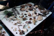 4th Oct 2014 - Some of our finds at the  fungus foray
