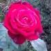 Ruby Rose  by jennymdennis