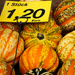 Pumpkins by bizziebeeme